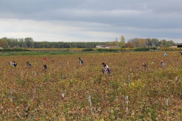 Interview: Aline Baly of Chateau Coutet on the 2015 harvest in Barsac and Sauternes