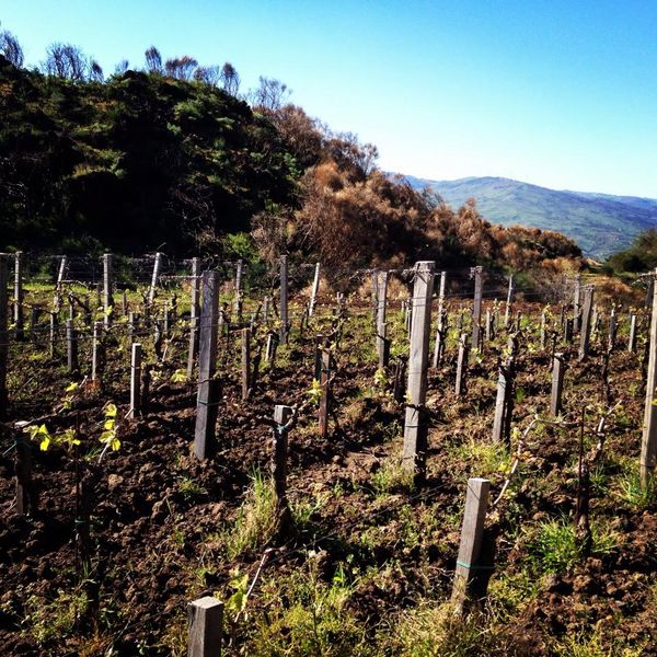 Contrada dell'Etna 2013