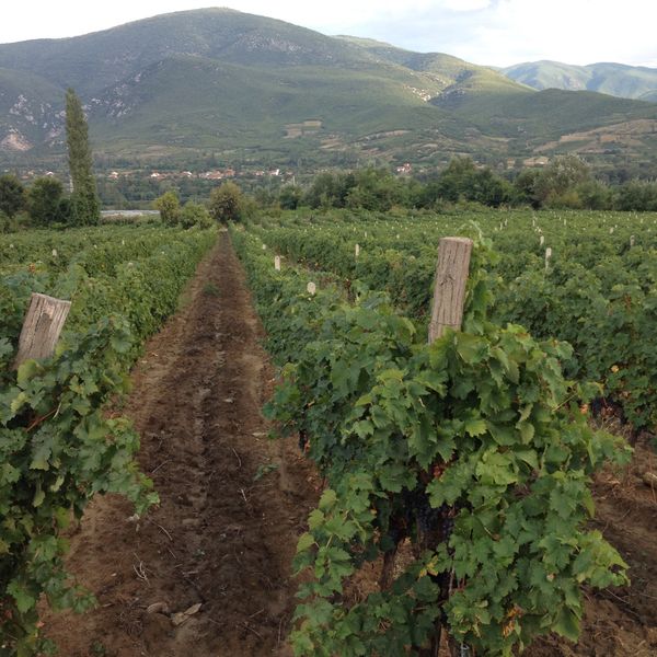 2014: A tough vintage in Macedonia