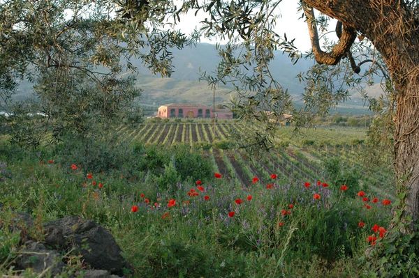 Producer Guide: Tenuta delle Terre Nere (Sicily, Italy)